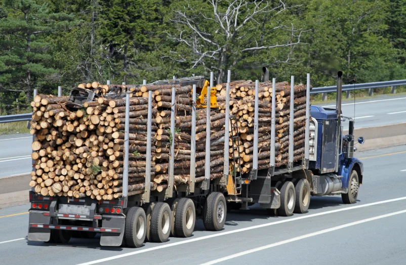 Grumes de bois